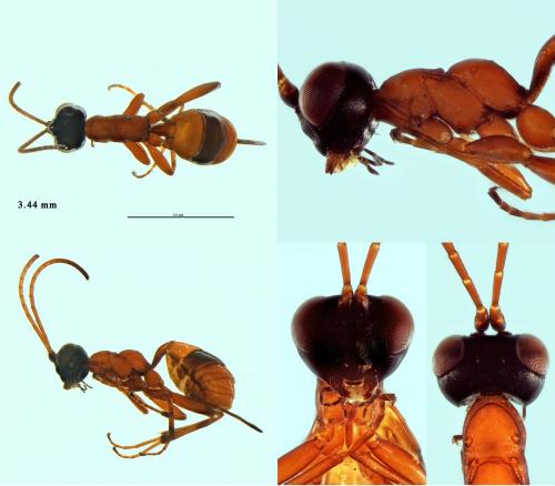 Réf. 258 947 : Gelis melanocephalus